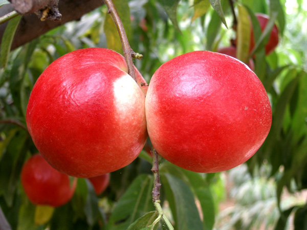 桃苗品种多价格实惠与果树修剪的好处